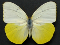 Adult Male Upper of Yellow Migrant - Catopsilia gorgophone gorgophone